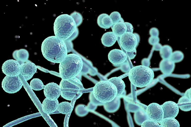 Candida Albicans