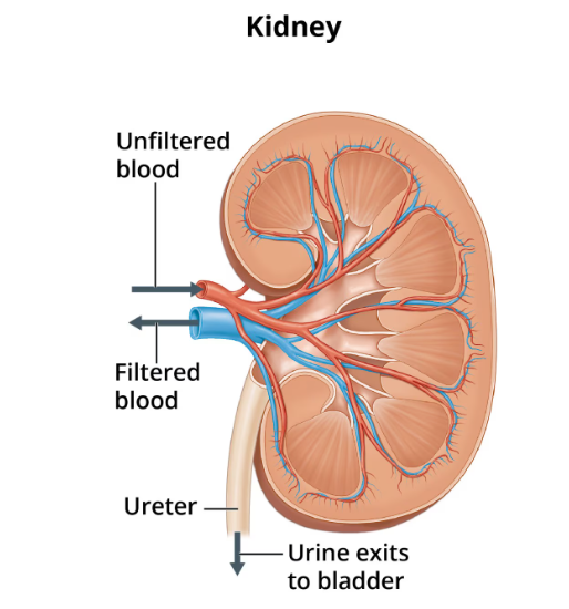 Preventing Chronic Kidney Disease